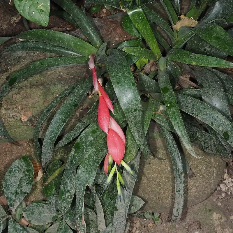 Бильбергия (Billbergia nutans): полное руководство по уходу