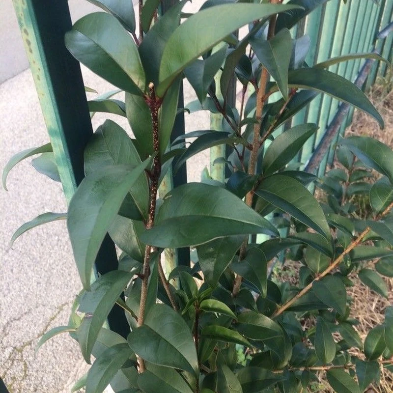 Бирючина (Ligustrum): полное руководство по уходу