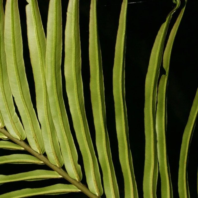 Блехнум (Blechnum): полное руководство по уходу