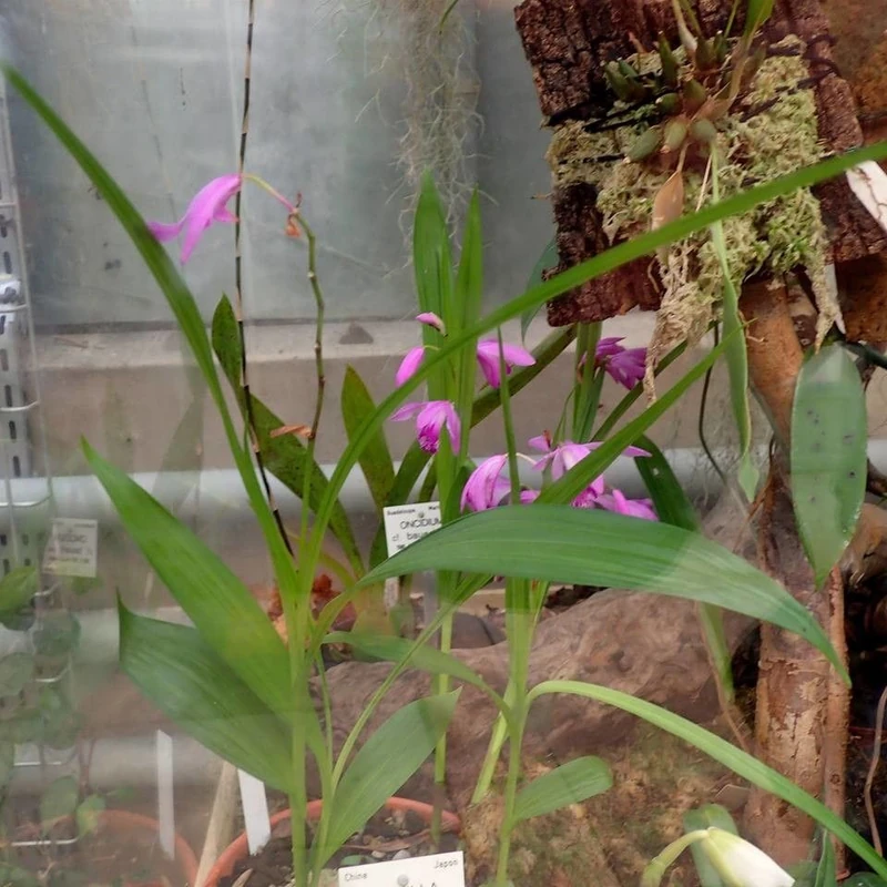 Блетилла (Bletilla striata): полное руководство по уходу