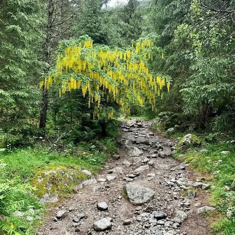 Бобовник (Laburnum): полное руководство по уходу