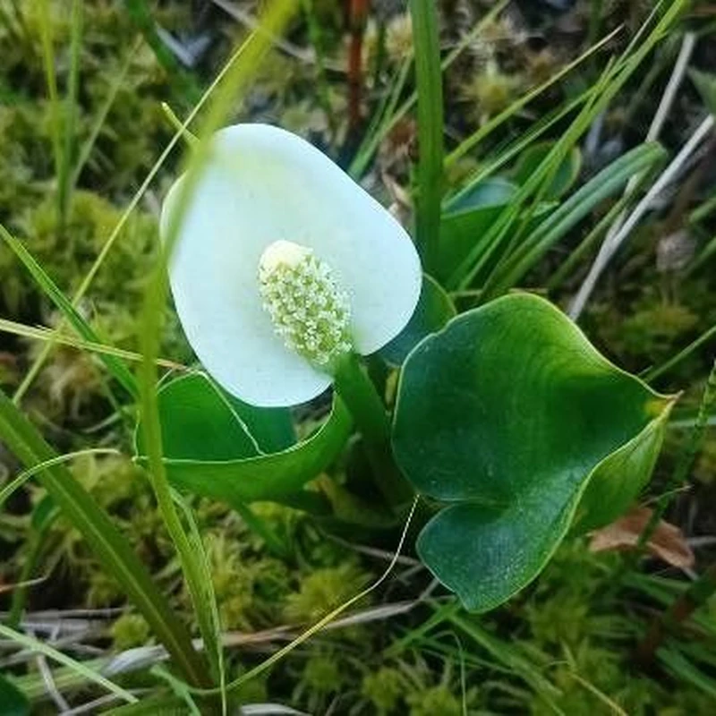Болотник (Calla palustris): полное руководство по уходу