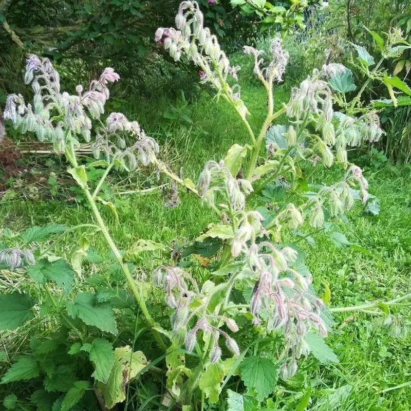 Бораго (Borago officinalis): полное руководство по уходу