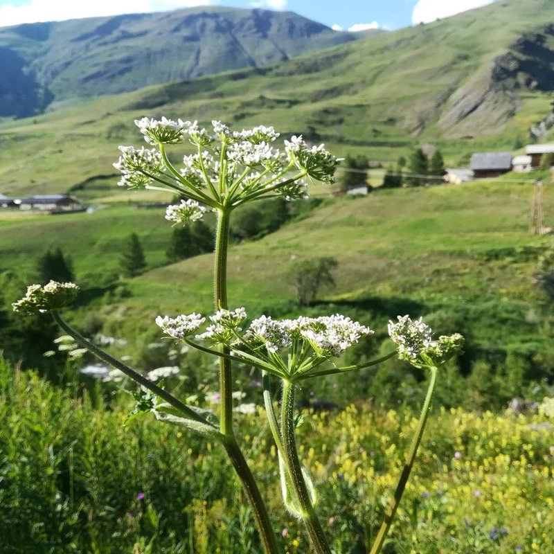 Борщевик (Heracleum): полное руководство по уходу