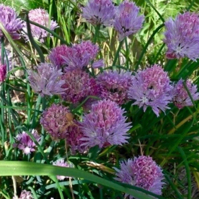 Ботанический лук (Allium schoenoprasum): полное руководство по уходу