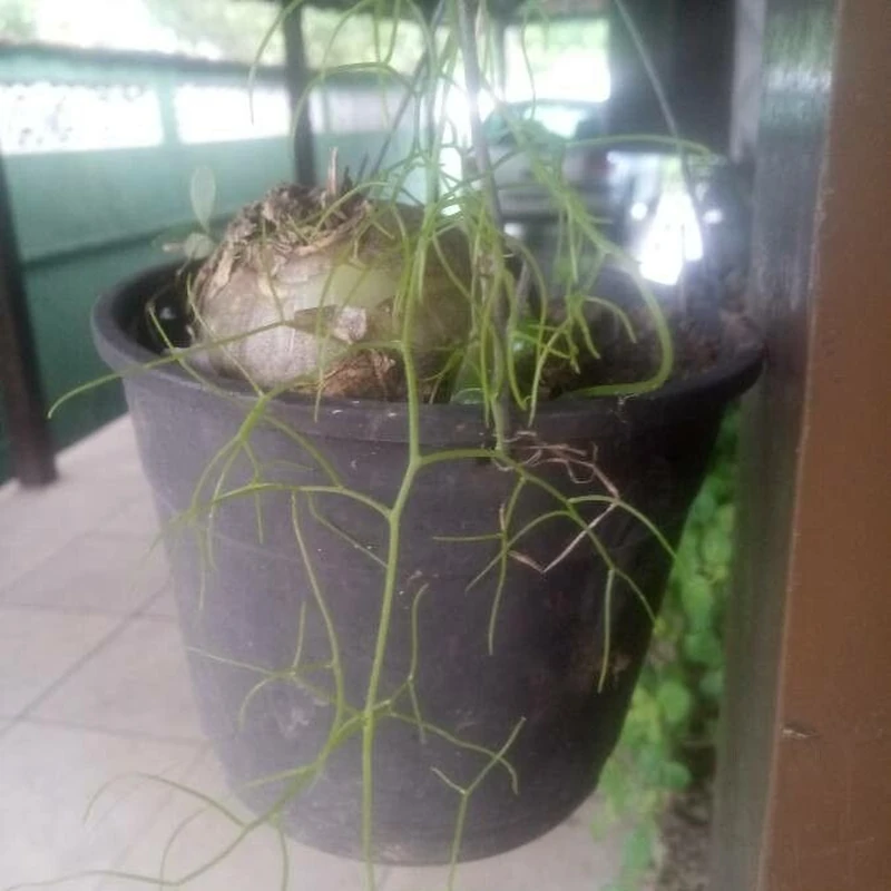 Бовиэя (Bowiea volubilis): полное руководство по уходу