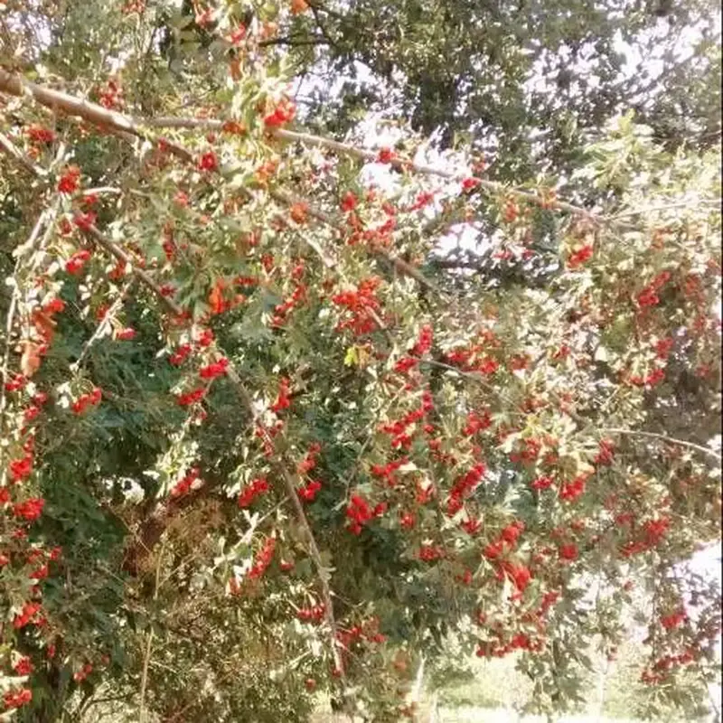 Боярышник комнатный (Crataegus): полное руководство по уходу