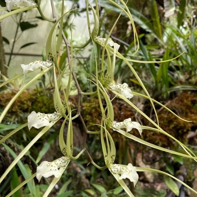 Брассия (Brassia): полное руководство по уходу