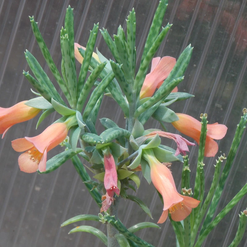 Бриофиллюм (Bryophyllum): полное руководство по уходу