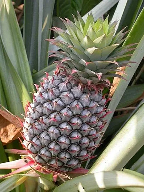 Бромелии (Bromeliaceae): полное руководство по уходу