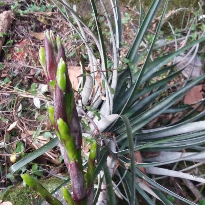 Бромелия (Bromelia): полное руководство по уходу