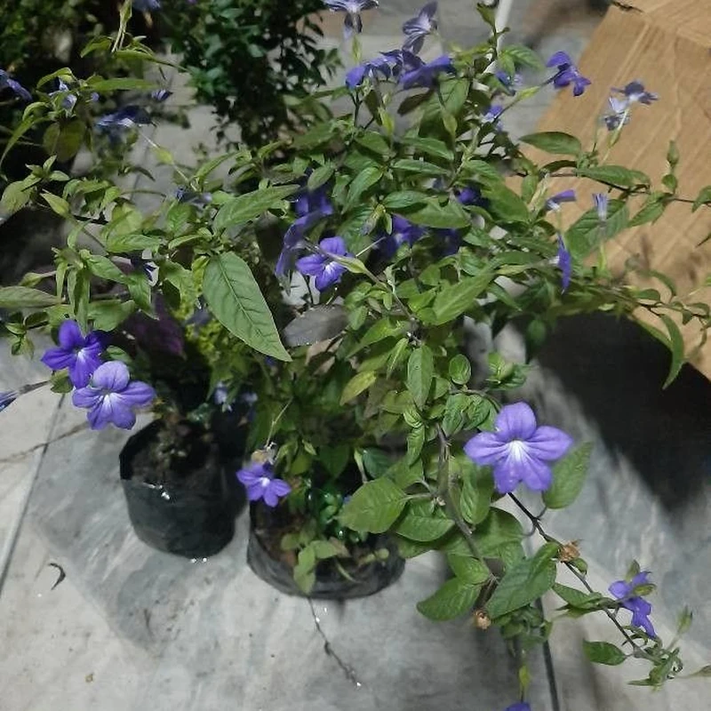 Броваллия красивая (Browallia speciosa): полное руководство по уходу