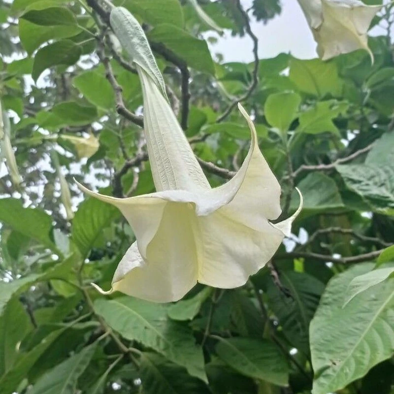 Бругмансия (Brugmansia): полное руководство по уходу