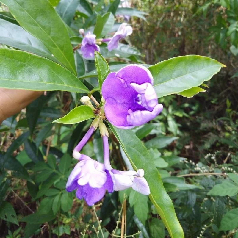 Брунфельсия (Brunfelsia): полное руководство по уходу