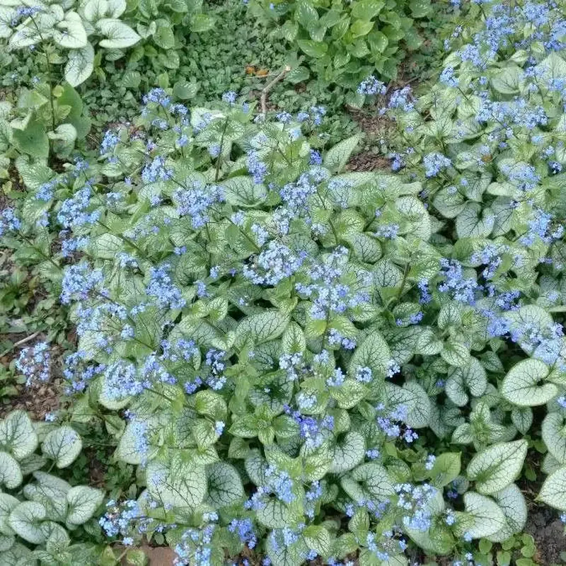 Бруннера (Brunnera): полное руководство по уходу