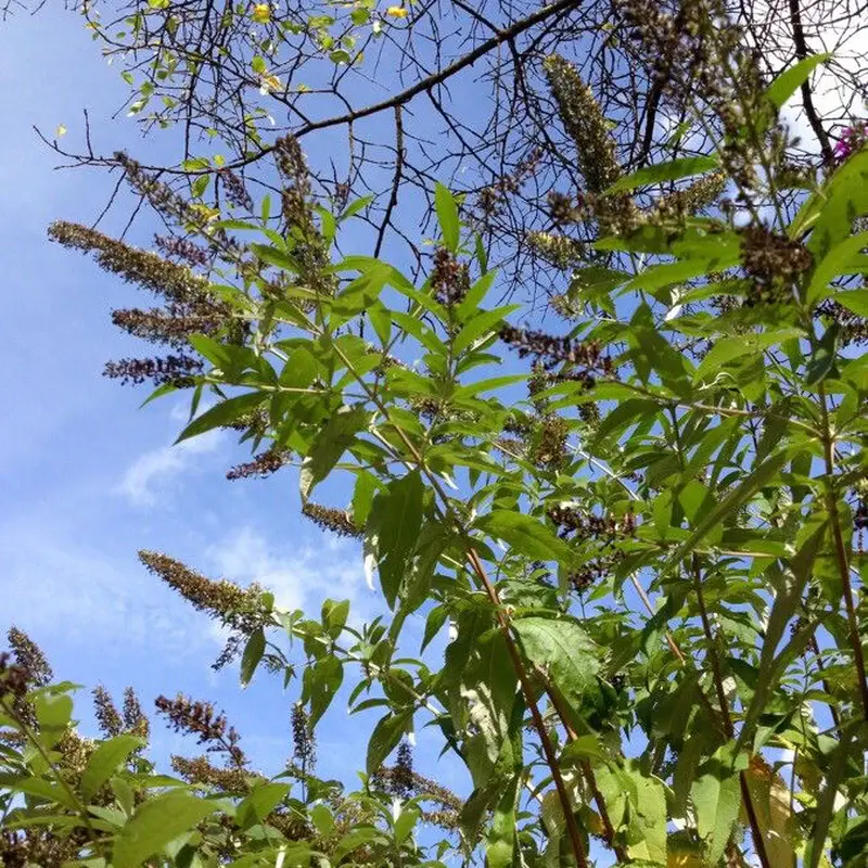 Буддлея (Buddleja): полное руководство по уходу