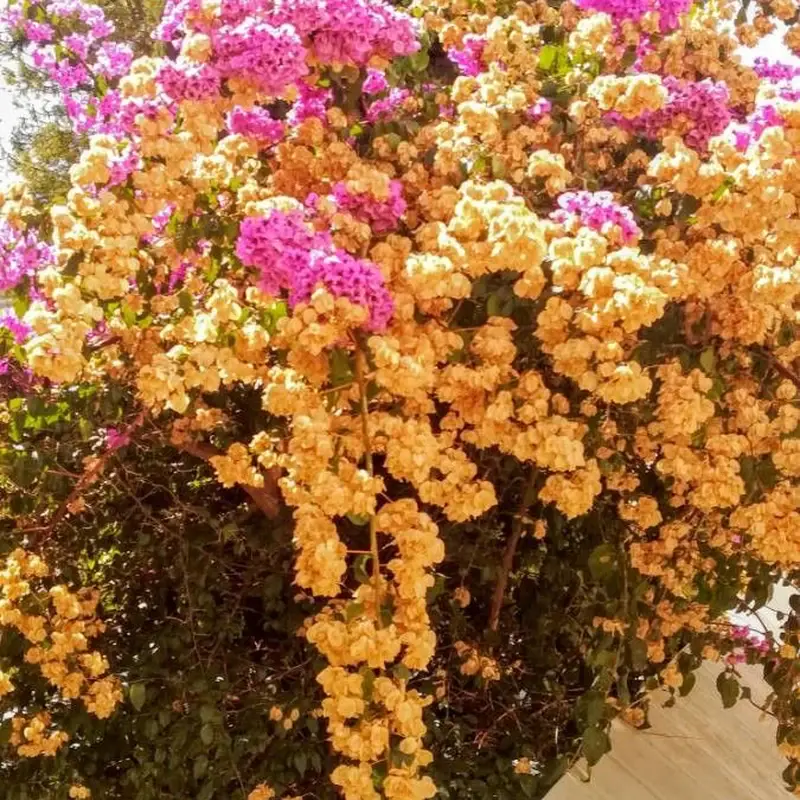 Бугенвиллия голая (Bougainvillea glabra): полное руководство по уходу