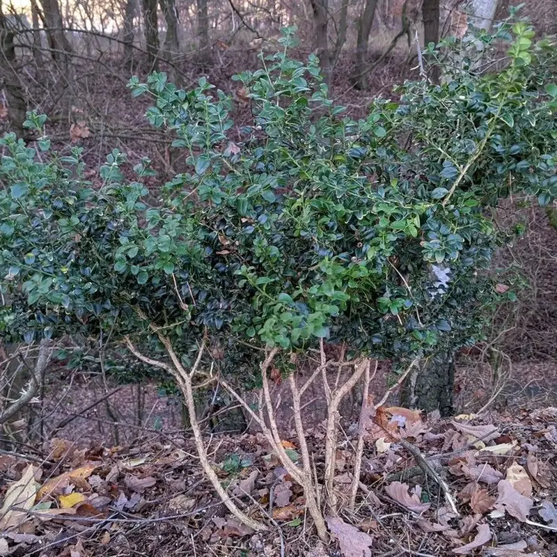 Буксус (Buxus sempervirens): полное руководство по уходу