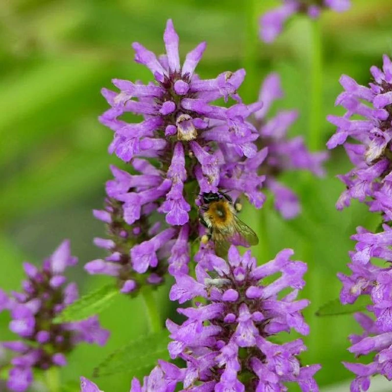 Буквица (Stachys officinalis): полное руководство по уходу