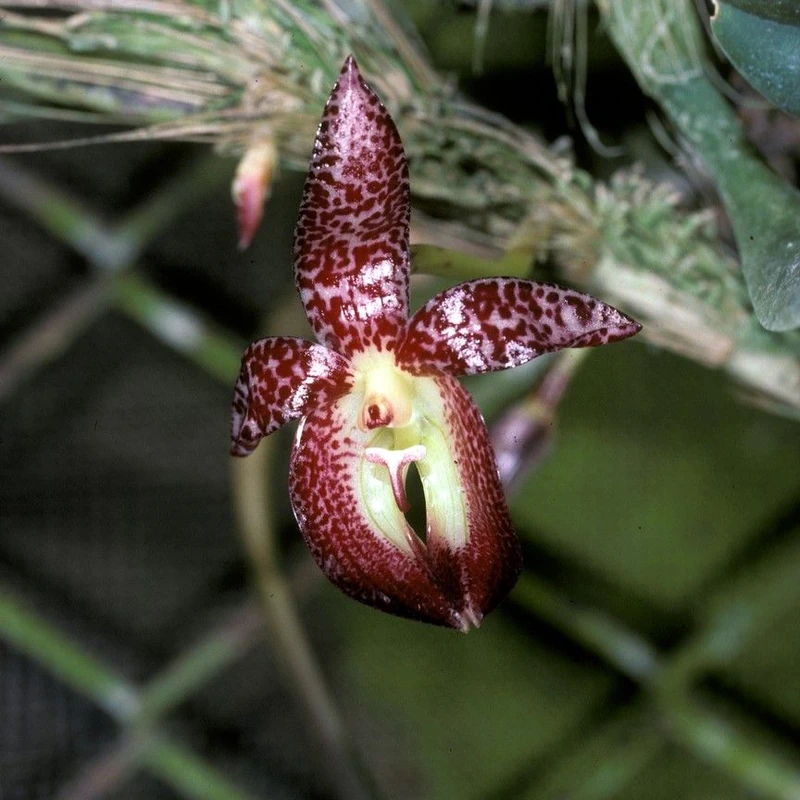 Бульбофиллюм колючий (Bulbophyllum): полное руководство по уходу