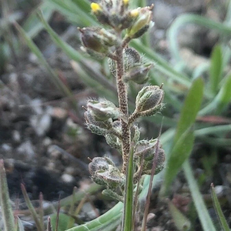 Бурачок (Alyssum): полное руководство по уходу