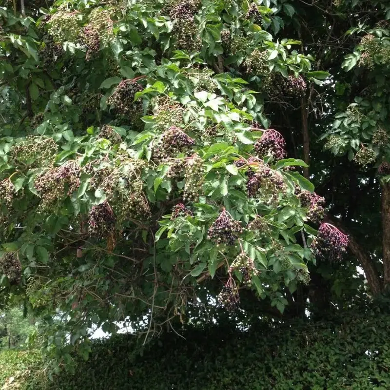 Бузина (Sambucus): полное руководство по уходу