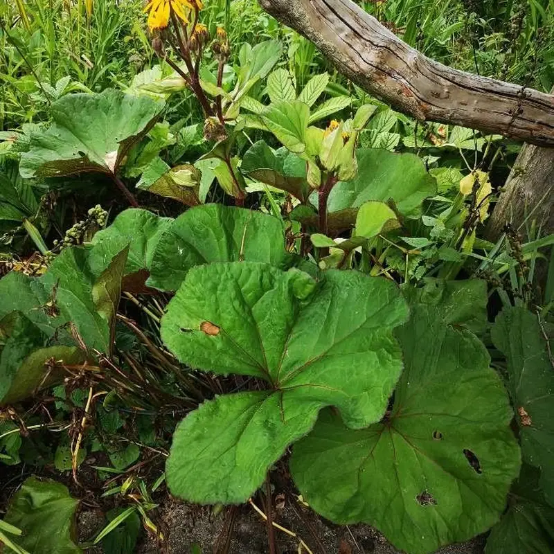 Бузульник зубчатый (Ligularia dentata): полное руководство по уходу