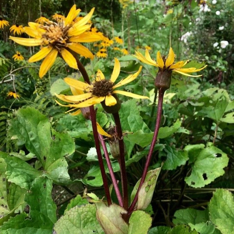 Бузульник (Ligularia): полное руководство по уходу