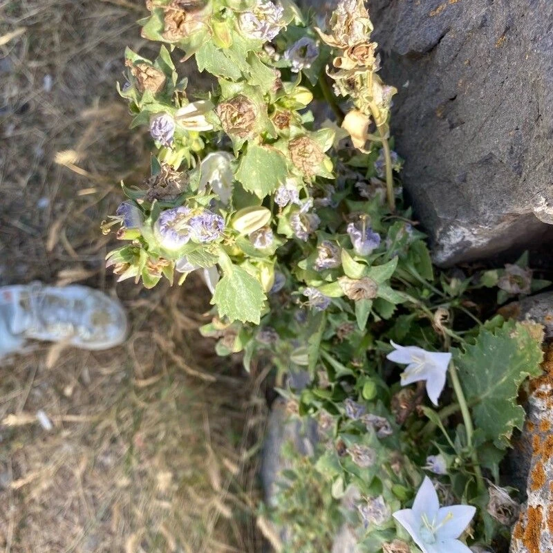 Колокольчик равнолистный (Campanula isophylla): полное руководство по уходу