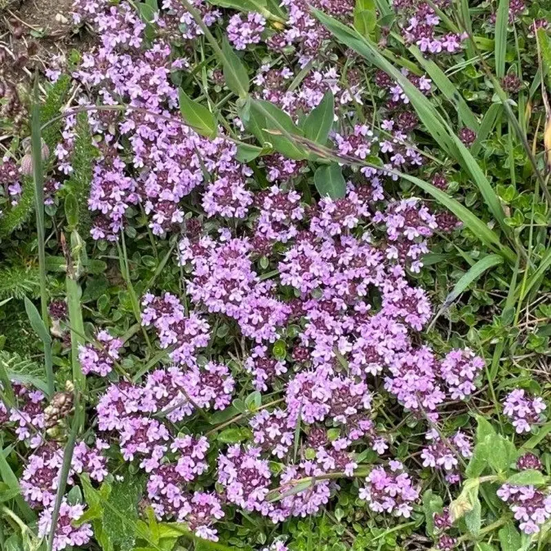 Чабрец (Thymus serpyllum): полное руководство по уходу