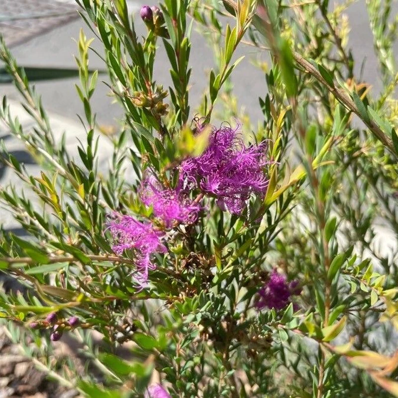 Чайное дерево (Melaleuca): полное руководство по уходу