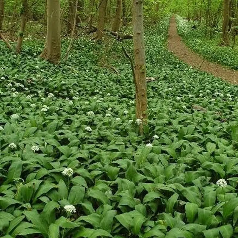 Черемша (Allium ursinum): полное руководство по уходу