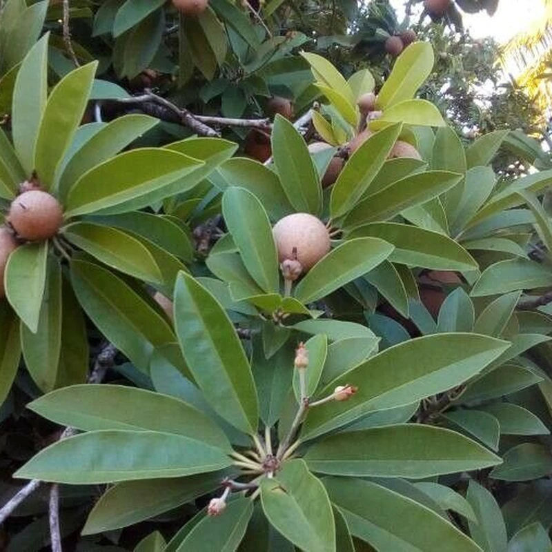 Чику (sapodilla): полное руководство по уходу
