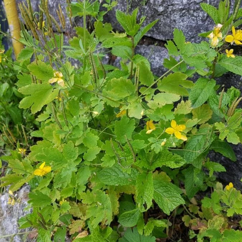 Чистотел (Chelidonium majus): полное руководство по уходу