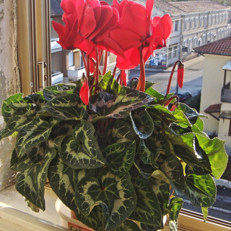 Цикламен (Cyclamen persicum): полное руководство по уходу