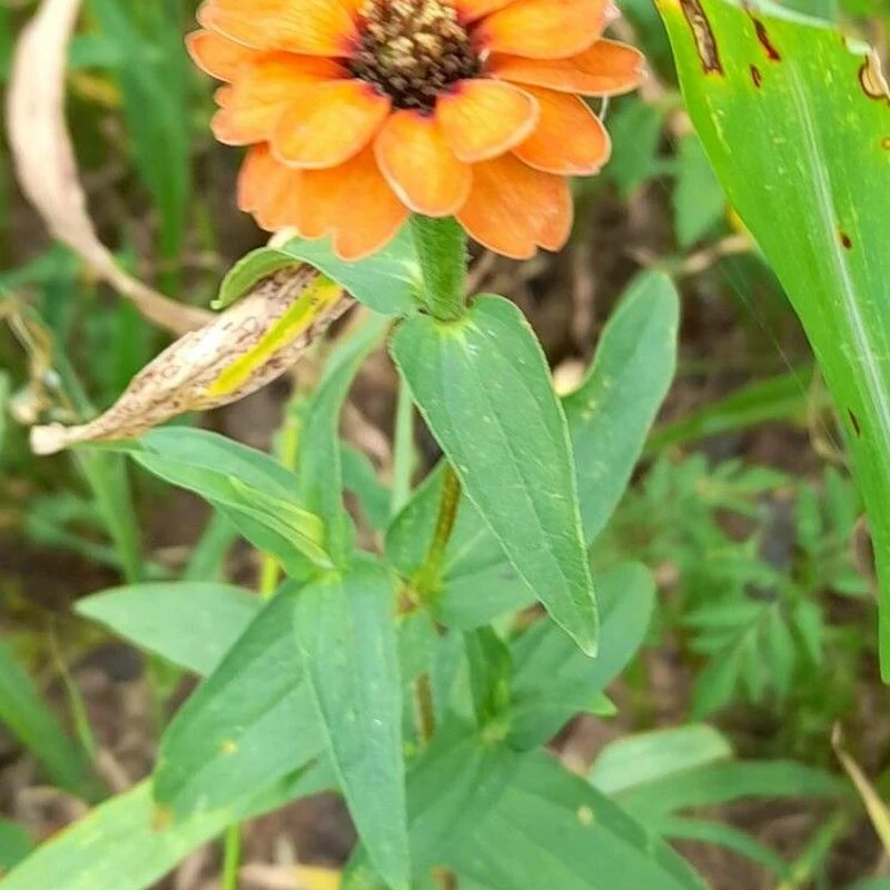 Цинния (Zinnia): полное руководство по уходу