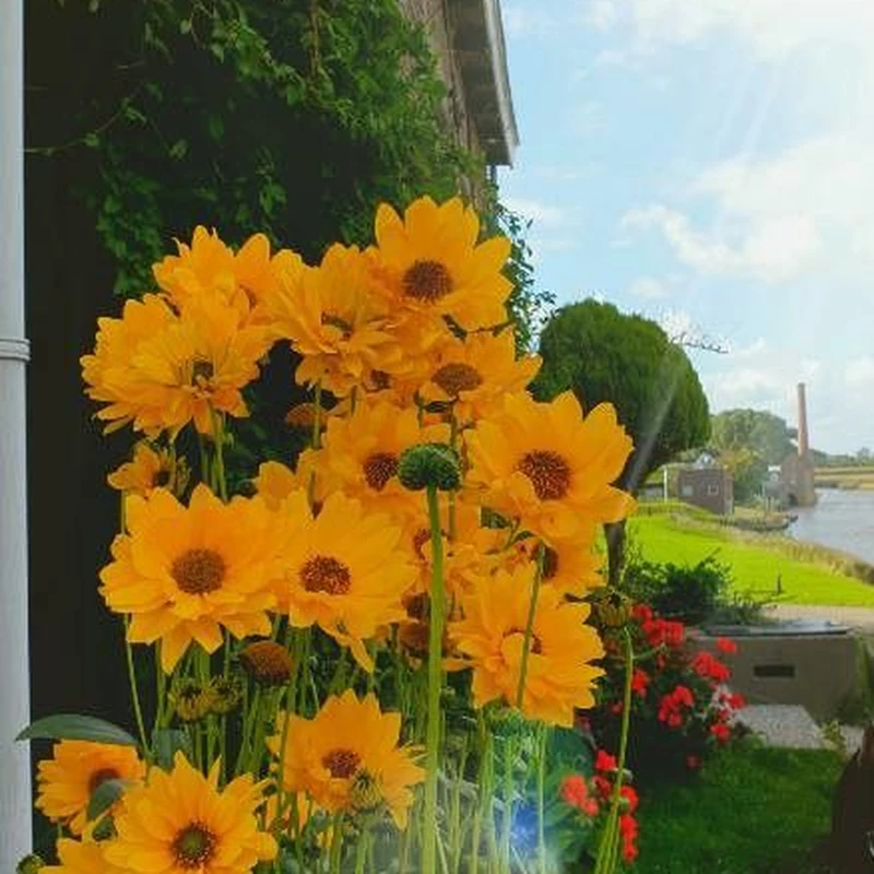 Кореопсис крупноцветковый (Coreopsis grandiflora): полное руководство по уходу