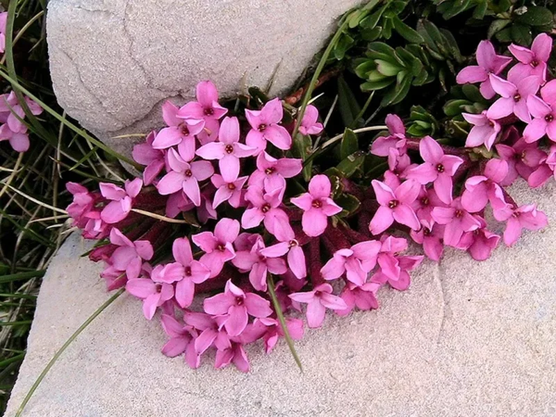 Дафна душистая (Daphne odorata): полное руководство по уходу