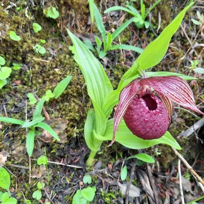 Дамский башмачок (Cypripedium): полное руководство по уходу