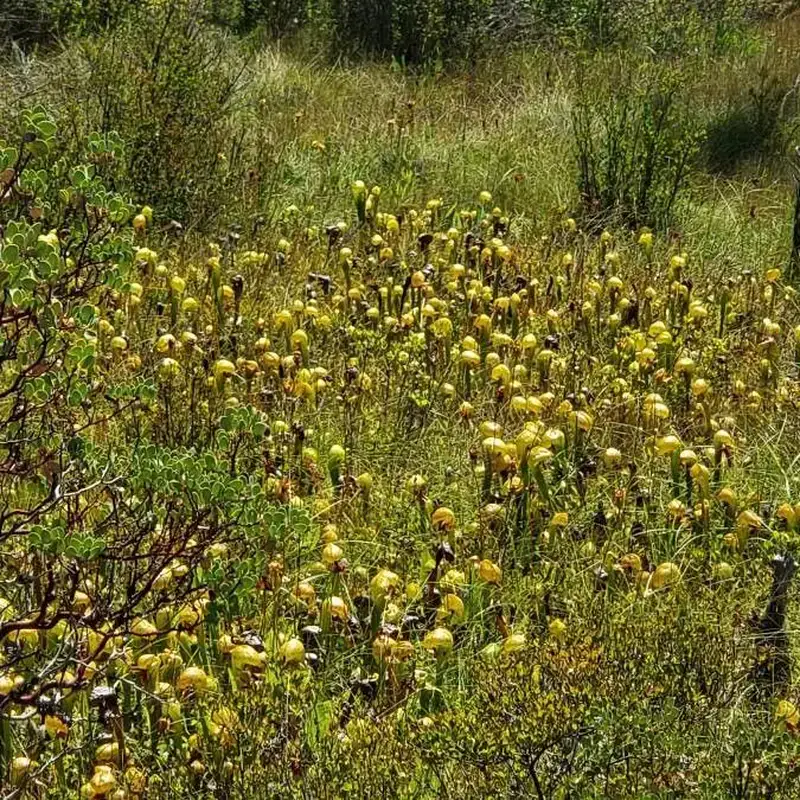 Дарлингтония (Darlingtonia californica): полное руководство по уходу