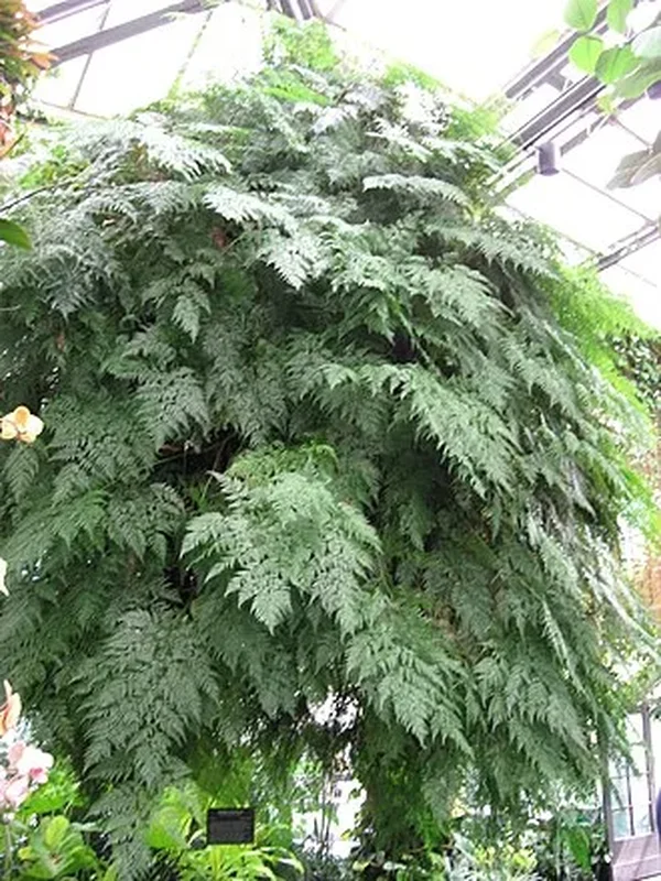 Давалья (Davallia fejeensis): полное руководство по уходу