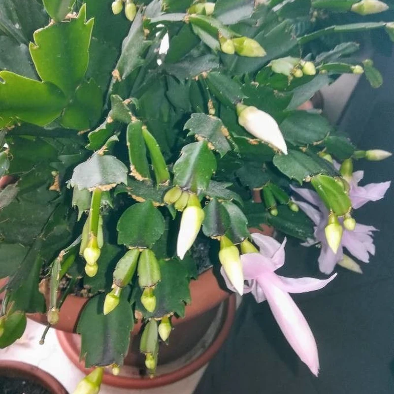 Декабрист (Schlumbergera): полное руководство по уходу