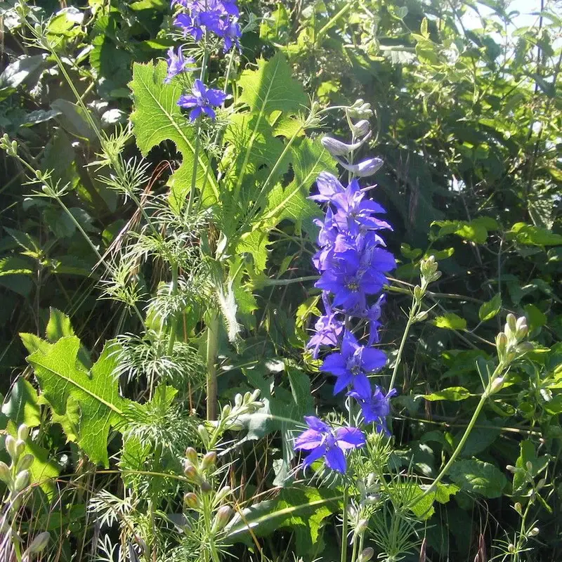 Дельфиниум гибридный (Delphinium hybridum): полное руководство по уходу