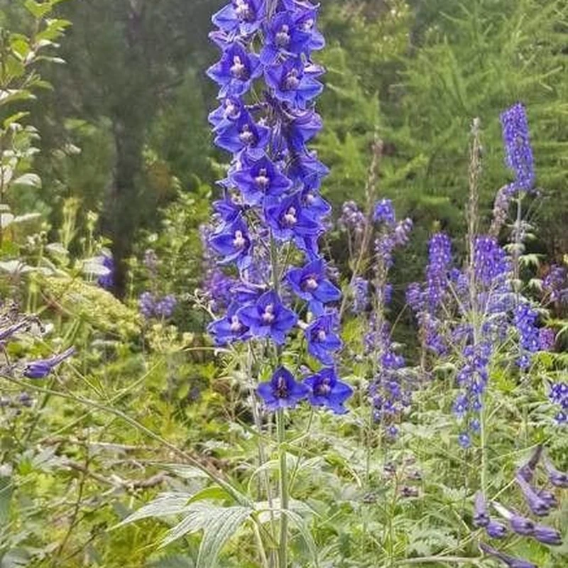 Дельфиниум (Delphinium): полное руководство по уходу
