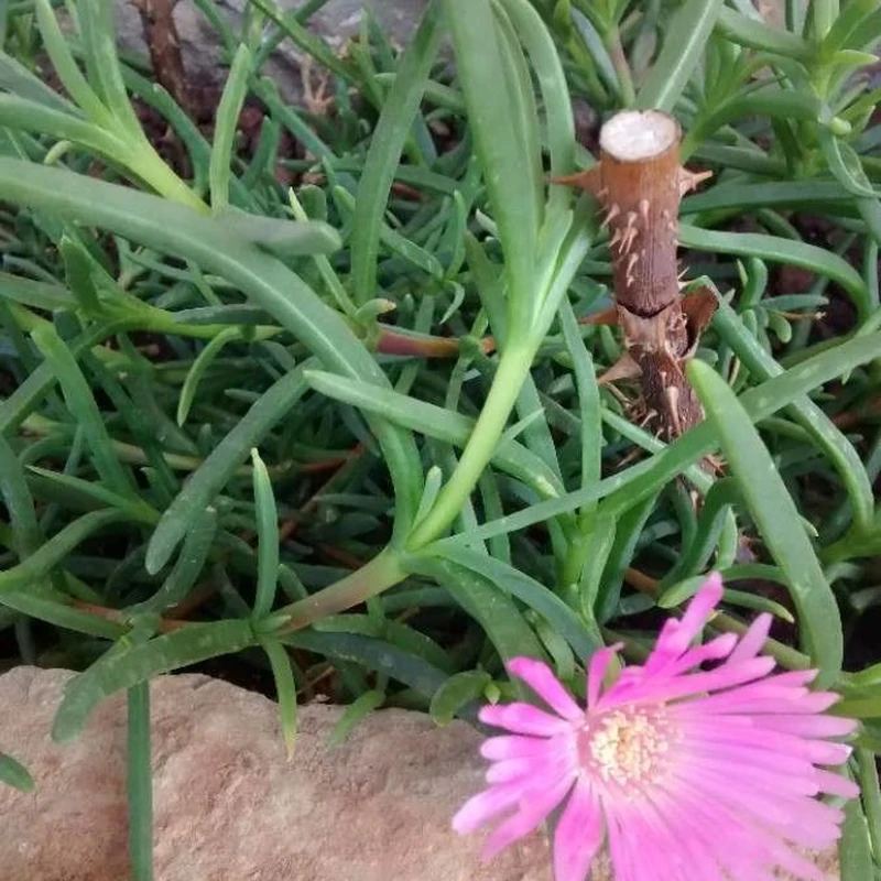 Делосперма (Delosperma): полное руководство по уходу