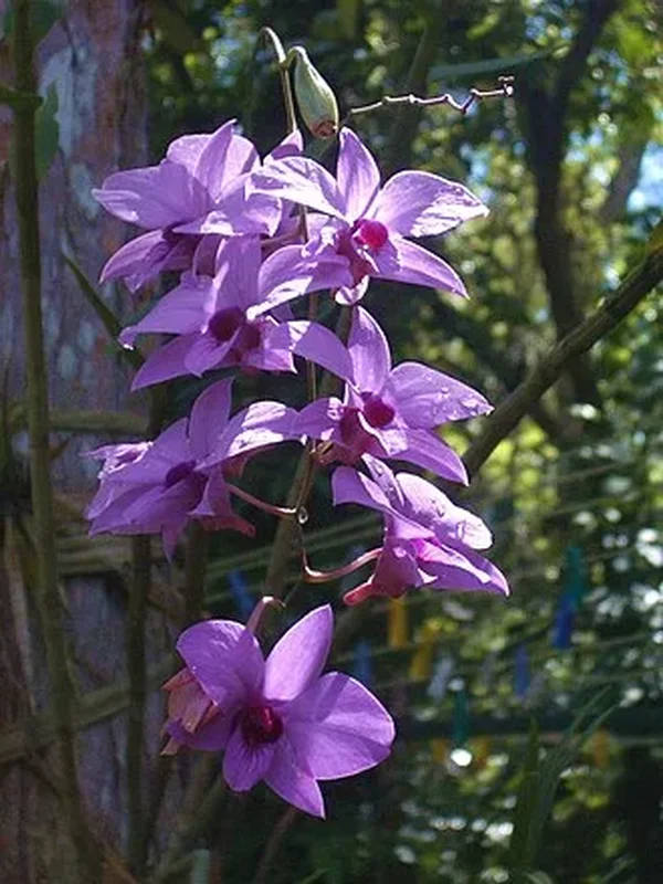 Дендробиум фаленопсис (Dendrobium phalaenopsis): полное руководство по уходу