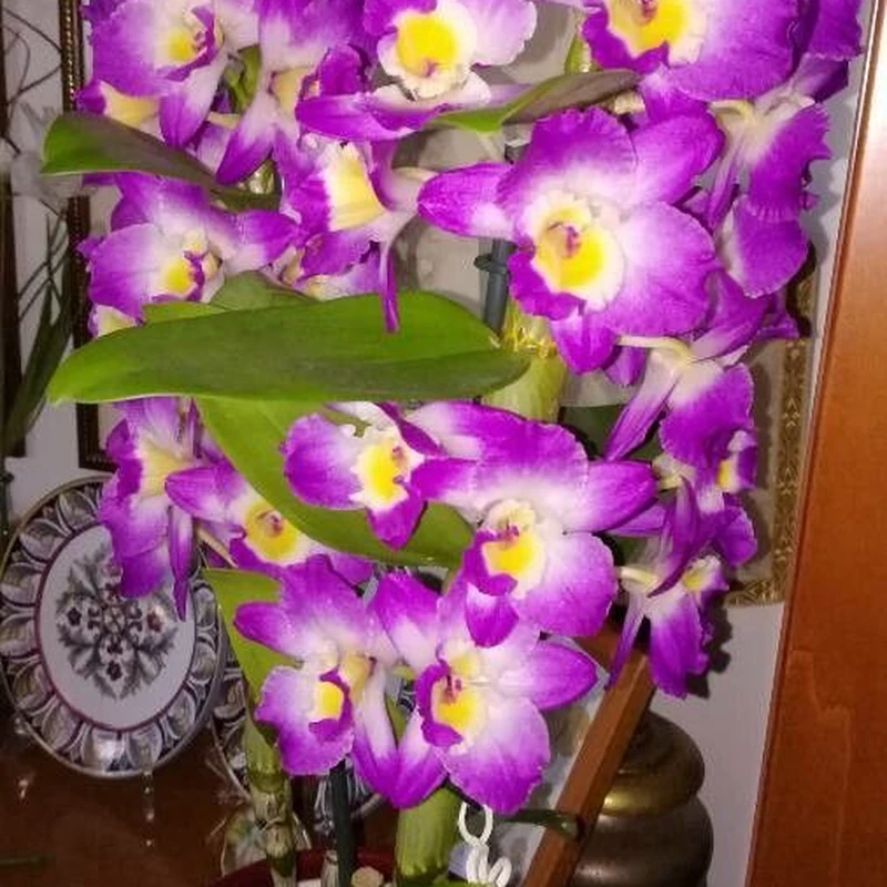 Дендробиум (Dendrobium nobile): полное руководство по уходу