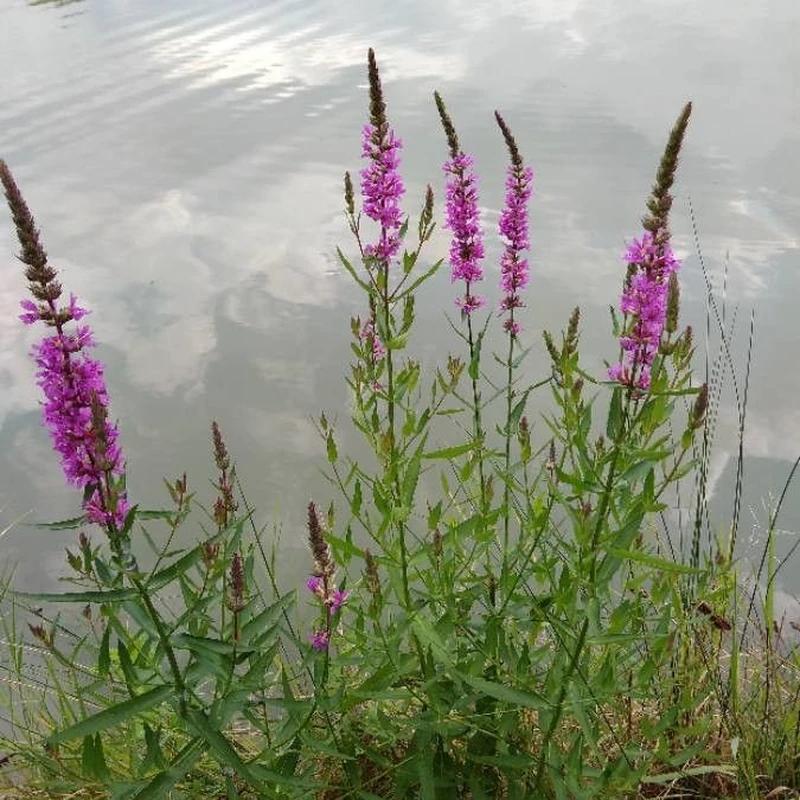 Дербенник иволистный (Lythrum salicaria): полное руководство по уходу