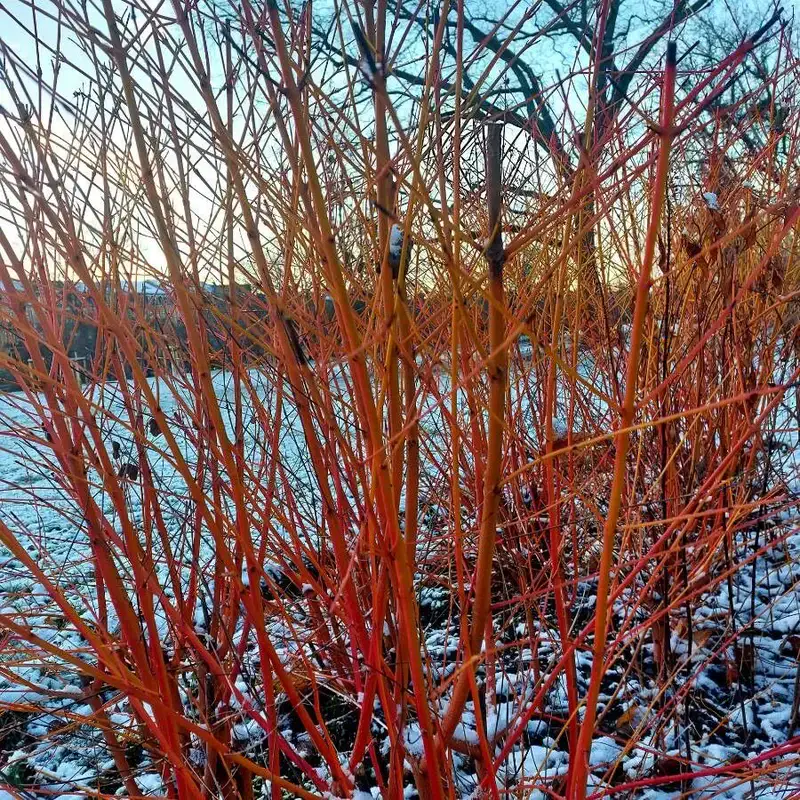 Дерен белый (Cornus alba): полное руководство по уходу