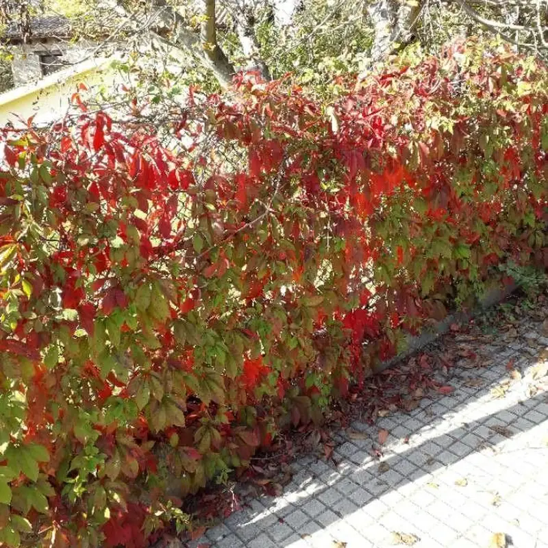 Девичий виноград (Parthenocissus): полное руководство по уходу